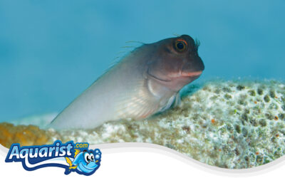 Atlantic False Cleaner Blenny