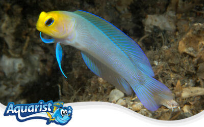 Yellowhead Jawfish