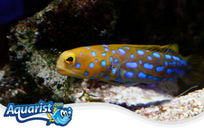 Rosenblatt’s Jawfish