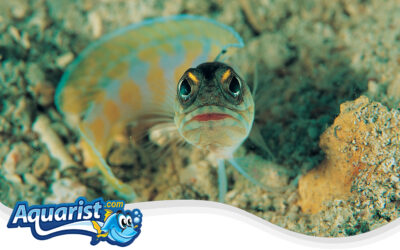 Goldspecs Jawfish