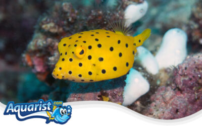 Yellow Boxfish