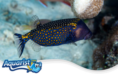 Spotted Boxfish