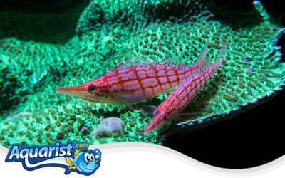 Longnose Hawkfish