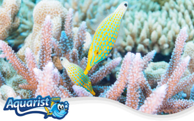 Longnose Filefish