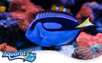 Blue Tang