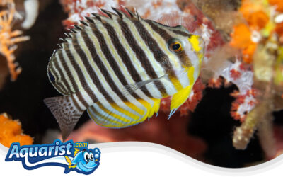 Multibarred Angelfish