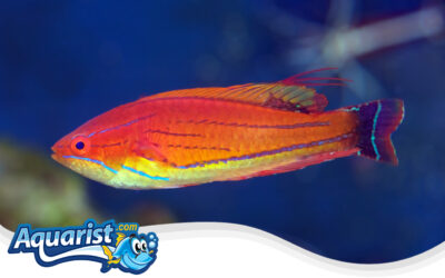 Carpenter’s Flasher Wrasse