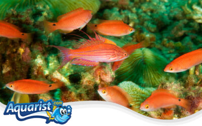 Filamented Flasher Wrasse