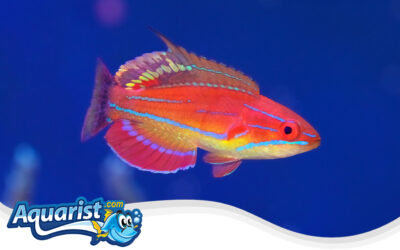 McCosker’s Flasher Wrasse