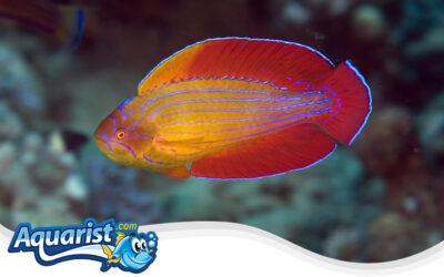 Red Sea Eight-Line Flasher Wrasse