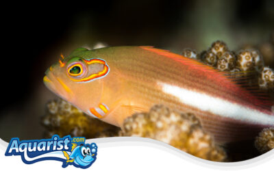 Arc-Eye Hawkfish