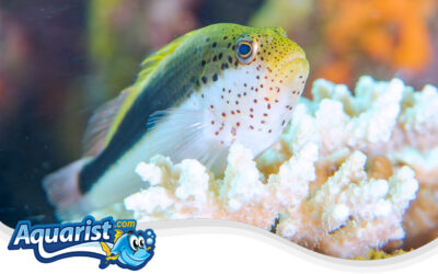 Forster’s Hawkfish