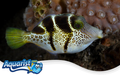 Long-spined Filefish