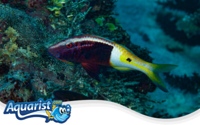 Bicolor Goatfish