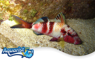 Manybar Goatfish