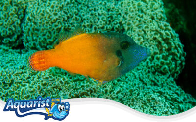 Blackhead Filefish