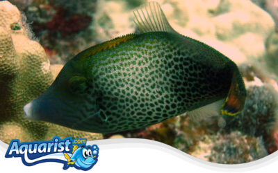 Fantail Filefish