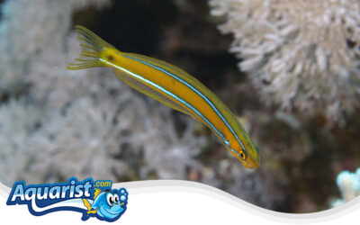 Bluestriped Fangblenny