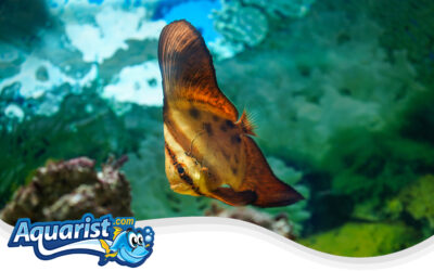 Orbiculate Batfish