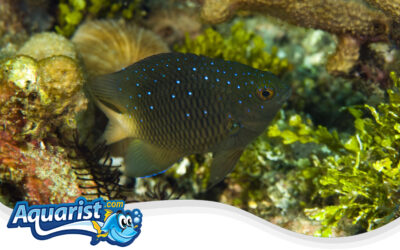 Jewel Damselfish