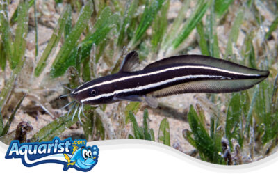 Striped Catfish