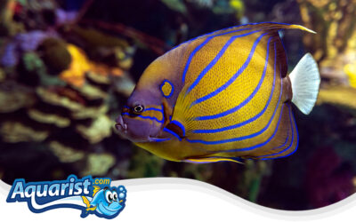 Blue Ring Angelfish