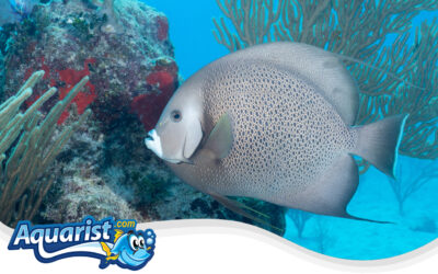 Gray Angelfish