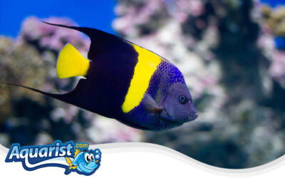 Arabian Angelfish