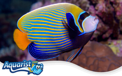 Emperor Angelfish