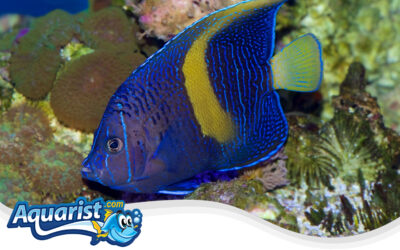 Yellowbar Angelfish