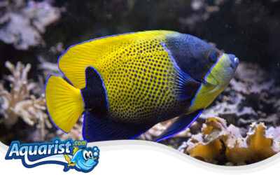 Majestic Angelfish