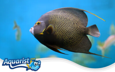 French Angelfish