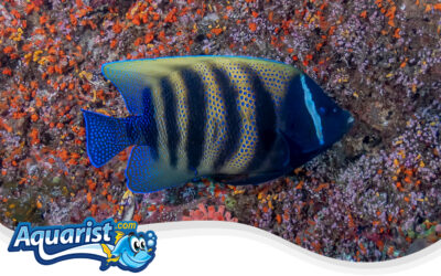 Sixband Angelfish or Six-Stripe Angelfish