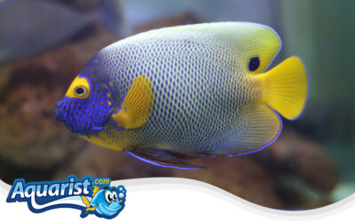 Blueface Angelfish