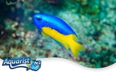 Goldbelly Damselfish