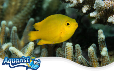 Lemon Damselfish