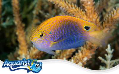 Princess Damselfish