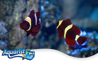 Maroon Anemonefish