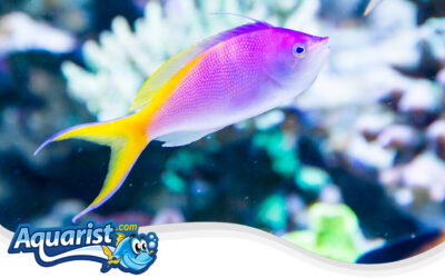 Bartlett’s Anthias