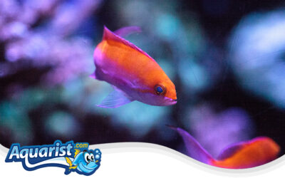 Bicolor Anthias