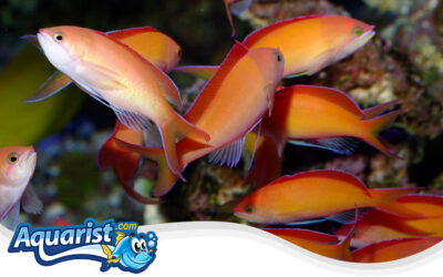 Dispar Anthias