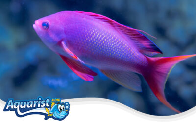 Purple Queen Anthias