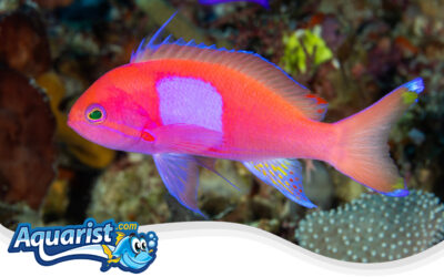 Squarespot Anthias or Squareback Anthias