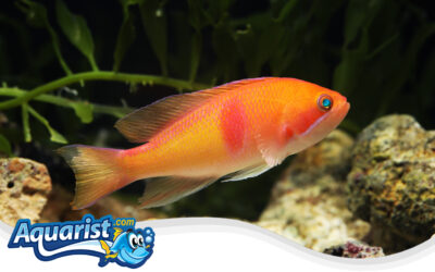 Redband Anthias