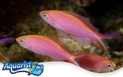 Princess Anthias