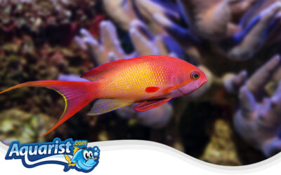 Lyretail Anthias