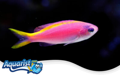 Yellowstripe Anthias