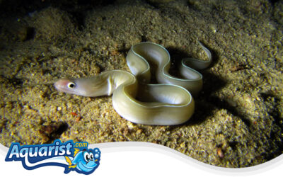 White Ribbon Eel