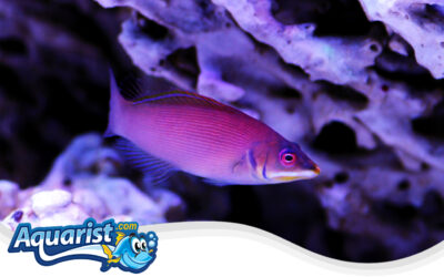 Striated Wrasse or Scarlet Pinstripe Wrasse