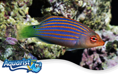 Six-Line Wrasse